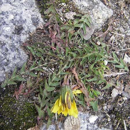 Taraxacum sect. Ruderalia \ Gewhnlicher Lwenzahn, Kuhblume / Dandelion, D Schwetzingen 14.4.2012