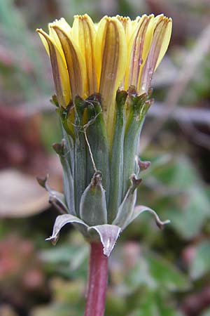 Taraxacum rubicundum \ Gerteter Lwenzahn / Reddened Dandelion, D Donnersberg 26.4.2012