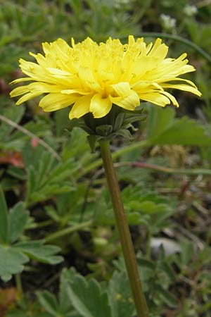 Taraxacum rubicundum \ Gerteter Lwenzahn / Reddened Dandelion, D Donnersberg 3.5.2012
