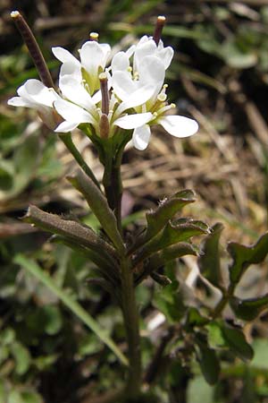 Cardamine hirsuta \ Vielstngeliges Schaumkraut, Behaartes Schaumkraut / Hairy Bitter-Cress, D Heusenstamm 14.4.2013