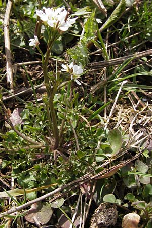 Cardamine hirsuta \ Vielstngeliges Schaumkraut, Behaartes Schaumkraut / Hairy Bitter-Cress, D Heusenstamm 14.4.2013