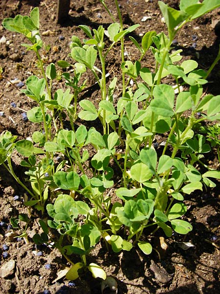 Trigonella foenum-graecum \ Bockshornklee / Fenugreek, D Pappenheim 19.6.2014