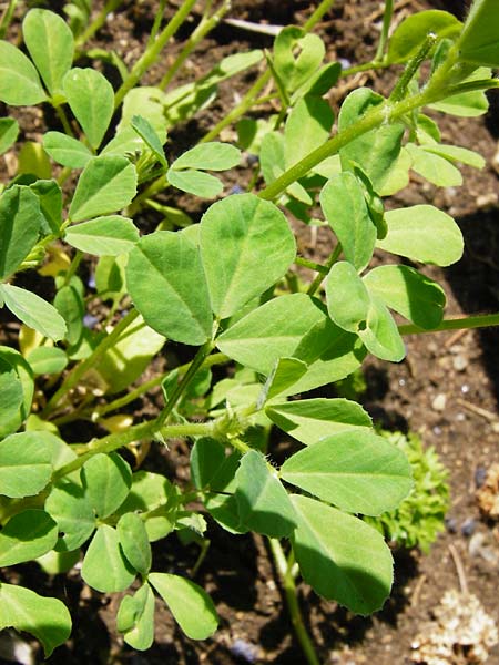Trigonella foenum-graecum \ Bockshornklee / Fenugreek, D Pappenheim 19.6.2014