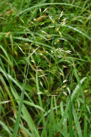 Trisetum flavescens \ Wiesen-Goldhafer / Yellow Oat Grass, D Odenwald, Brandau 30.7.2014