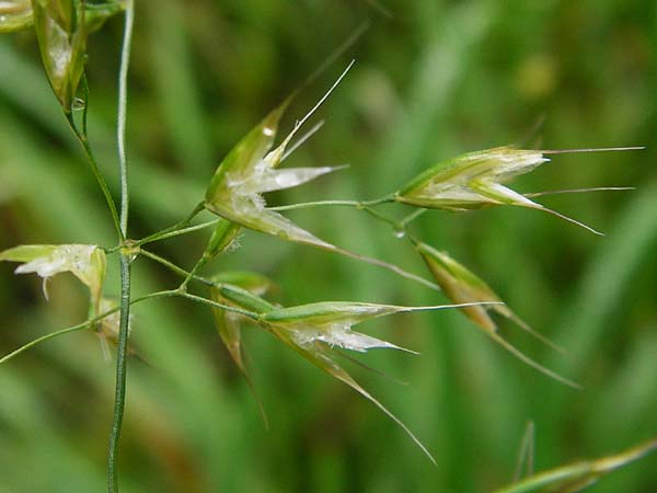 Trisetum flavescens \ Wiesen-Goldhafer / Yellow Oat Grass, D Odenwald, Brandau 30.7.2014