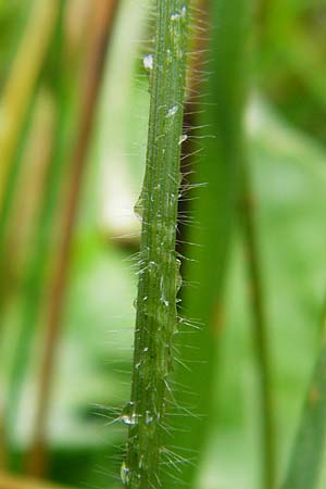 Trisetum flavescens \ Wiesen-Goldhafer / Yellow Oat Grass, D Odenwald, Brandau 30.7.2014