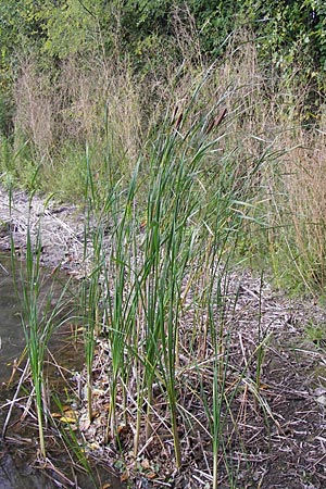 Typha glauca \ Hybrid-Rohrkolben / Hybrid Bulrush, D Biebesheim 28.9.2012