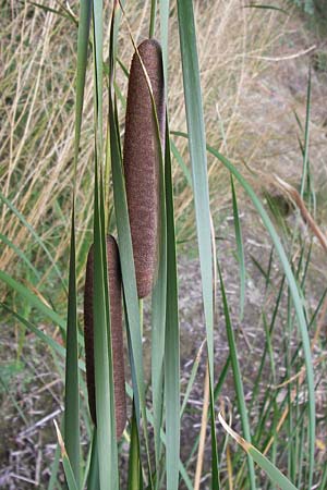 Typha glauca \ Hybrid-Rohrkolben / Hybrid Bulrush, D Biebesheim 28.9.2012