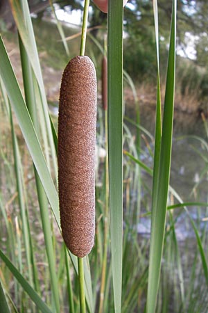 Typha glauca \ Hybrid-Rohrkolben / Hybrid Bulrush, D Biebesheim 28.9.2012