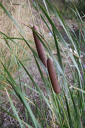 Typha glauca \ Hybrid-Rohrkolben / Hybrid Bulrush, D Biebesheim 28.9.2012