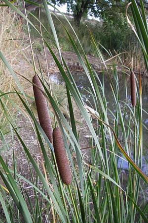 Typha glauca \ Hybrid-Rohrkolben / Hybrid Bulrush, D Biebesheim 28.9.2012