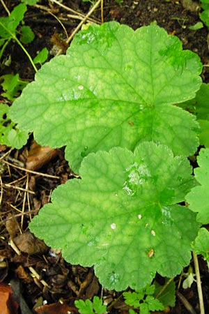 Tellima grandiflora \ Falsche Alraunwurzel, Fransenbecher / Fringe Cups, D Darmstadt 11.5.2014
