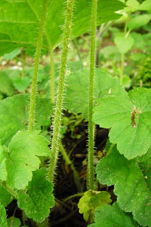 Tellima grandiflora \ Falsche Alraunwurzel, Fransenbecher / Fringe Cups, D Darmstadt 11.5.2014