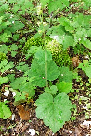Tellima grandiflora \ Falsche Alraunwurzel, Fransenbecher / Fringe Cups, D Darmstadt 11.5.2014