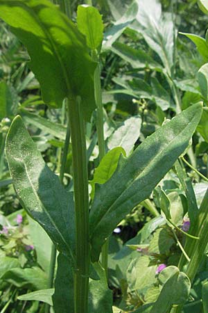 Thlaspi arvense \ Acker-Hellerkraut, Acker-Tschelkraut / Field Penny-Cress, D Bruchsal 7.5.2006
