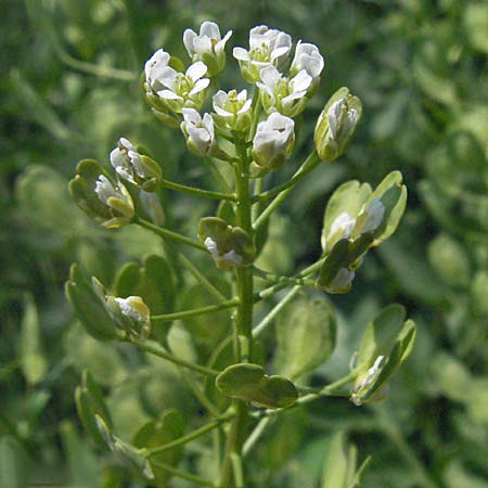 Thlaspi arvense \ Acker-Hellerkraut, Acker-Tschelkraut / Field Penny-Cress, D Bruchsal 7.5.2006