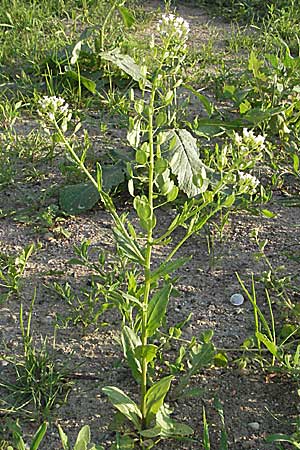 Thlaspi arvense \ Acker-Hellerkraut, Acker-Tschelkraut / Field Penny-Cress, D Mannheim 11.5.2006