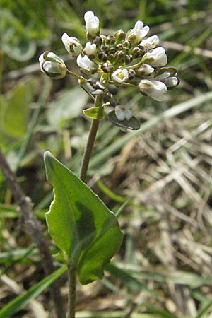 Microthlaspi perfoliatum \ hrchen-Kleintschelkraut, Stngelumfassendes Hellerkraut / Perfoliate Penny-Cress, Claspleaf Penny-Cress, D Neuleiningen 5.4.2007