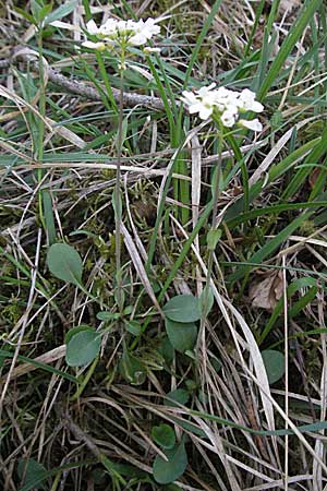Noccaea montana \ Berg-Tschelkraut / Alpine Penny-Cress, D Karlstadt 14.4.2007
