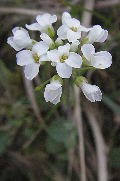 Noccaea montana \ Berg-Tschelkraut / Alpine Penny-Cress, D Karlstadt 14.4.2007