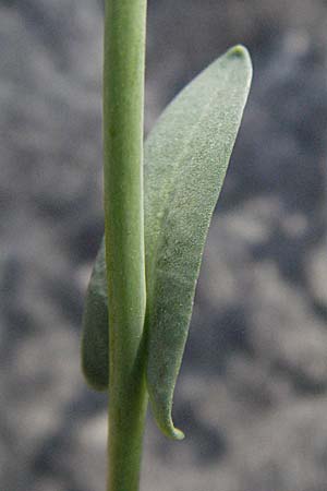 Noccaea montana \ Berg-Tschelkraut / Alpine Penny-Cress, D Karlstadt 14.4.2007