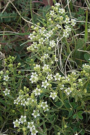 Thesium linophyllon \ Leinblttriger Bergflachs, Mittleres Leinblatt / Bastard Toadflax, D Neuleiningen 8.5.2007