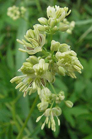Thalictrum flavum \ Gelbe Wiesenraute / Common Meadow-Rue, D Lampertheim 1.7.2007
