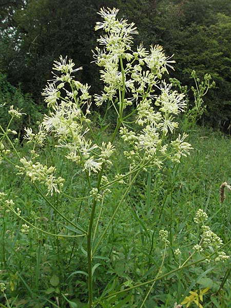 Thalictrum flavum \ Gelbe Wiesenraute / Common Meadow-Rue, D Lampertheim 1.7.2007