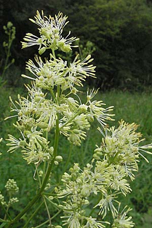 Thalictrum flavum \ Gelbe Wiesenraute / Common Meadow-Rue, D Lampertheim 1.7.2007