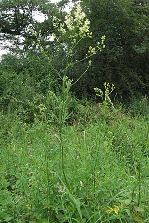 Thalictrum flavum \ Gelbe Wiesenraute / Common Meadow-Rue, D Lampertheim 1.7.2007
