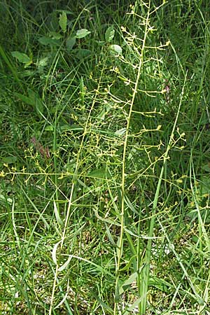 Thesium bavarum \ Bayerischer Bergflachs, Bayerisches Leinblatt / Bavarian Bastard Toadflax, D Mosbach 7.7.2007