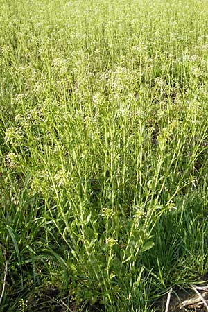 Thlaspi alliaceum \ Lauch-Hellerkraut / Roadside Penny-Cress, Garlic Mustard, D Günzburg 18.4.2009