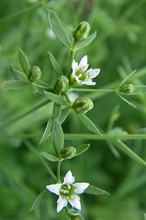 Thesium bavarum \ Bayerischer Bergflachs, Bayerisches Leinblatt / Bavarian Bastard Toadflax, D Hurlach 8.6.2008