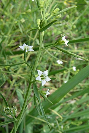 Thesium bavarum \ Bayerischer Bergflachs, Bayerisches Leinblatt / Bavarian Bastard Toadflax, D Hurlach 8.6.2008
