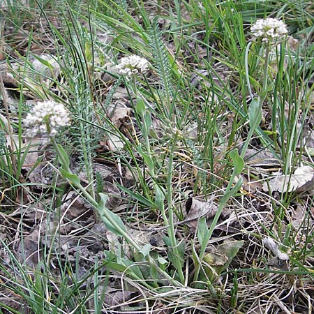Noccaea caerulescens \ Gebirgs-Hellerkraut, Bluliches Tschelkraut / Alpine Penny-Cress, D Odenwald, Trösel 14.4.2009