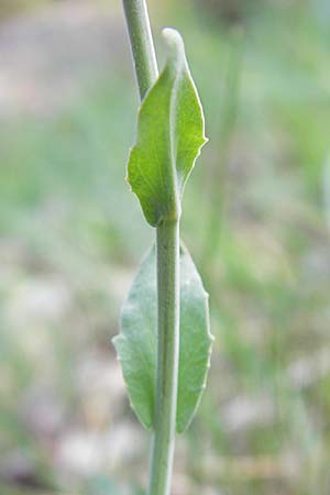 Noccaea caerulescens \ Gebirgs-Hellerkraut, Bluliches Tschelkraut / Alpine Penny-Cress, D Odenwald, Trösel 14.4.2009
