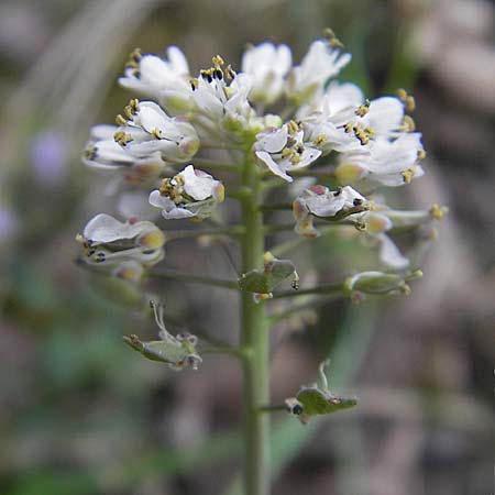 Noccaea caerulescens \ Gebirgs-Hellerkraut, Bluliches Tschelkraut / Alpine Penny-Cress, D Odenwald, Trösel 14.4.2009