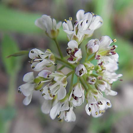 Noccaea caerulescens \ Gebirgs-Hellerkraut, Bluliches Tschelkraut / Alpine Penny-Cress, D Odenwald, Trösel 14.4.2009