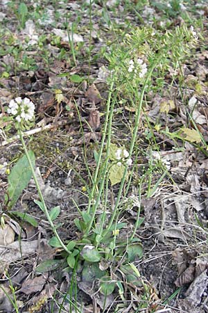 Noccaea caerulescens \ Gebirgs-Hellerkraut, Bluliches Tschelkraut / Alpine Penny-Cress, D Odenwald, Trösel 14.4.2009