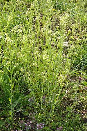 Thlaspi alliaceum \ Lauch-Hellerkraut / Roadside Penny-Cress, Garlic Mustard, D Günzburg 18.4.2009