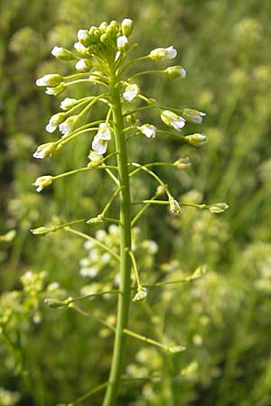 Thlaspi alliaceum \ Lauch-Hellerkraut / Roadside Penny-Cress, Garlic Mustard, D Günzburg 18.4.2009