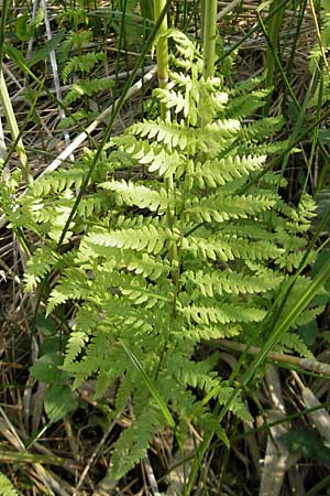 Thelypteris palustris \ Gewhnlicher Sumpf-Farn / Marsh Fern, D Günzburg 22.5.2009