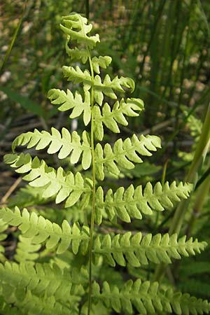 Thelypteris palustris \ Gewhnlicher Sumpf-Farn / Marsh Fern, D Günzburg 22.5.2009