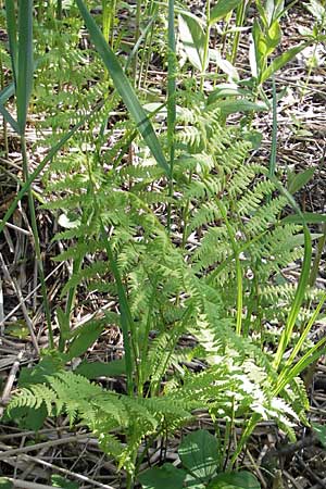 Thelypteris palustris \ Gewhnlicher Sumpf-Farn / Marsh Fern, D Günzburg 22.5.2009