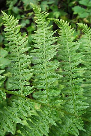 Athyrium filix-femina \ Frauenfarn / Common Lady Fern, D Pfungstadt 7.7.2009