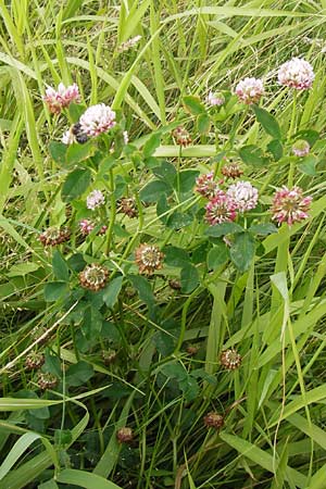 Trifolium hybridum \ Schweden-Klee / Alsike Clover, D Pfalz, Bellheim 11.7.2013