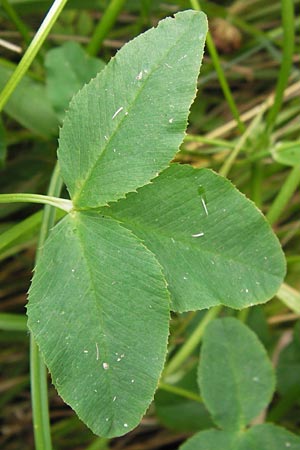 Trifolium hybridum \ Schweden-Klee / Alsike Clover, D Pfalz, Bellheim 11.7.2013