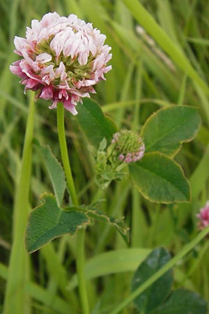 Trifolium hybridum \ Schweden-Klee / Alsike Clover, D Pfalz, Bellheim 11.7.2013