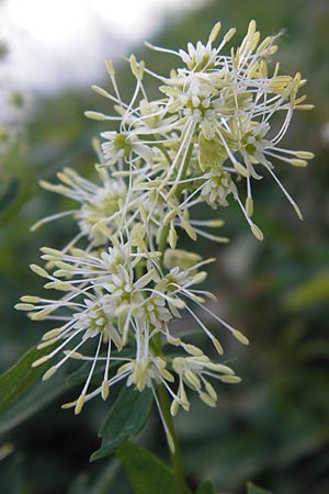 Thalictrum flavum \ Gelbe Wiesenraute / Common Meadow-Rue, D Pfalz, Wörth 2.9.2013
