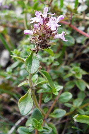 Thymus praecox \ Frhblhender Thymian, Kriech-Quendel / Mother of Thyme, D Fridingen 8.7.2014